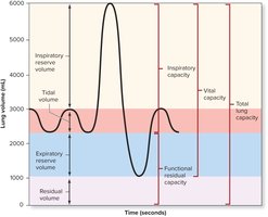 Graph of lung volumes and capacities over time