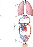 Diagram of the four processes of respiration