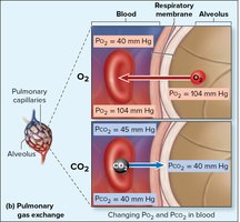 Pulmonary gas exchange diagram