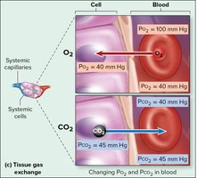 Tissue gas exchange diagram