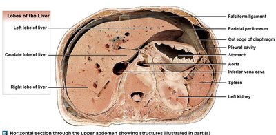Horizontal section of upper abdomen showing liver lobes and adjacent structures