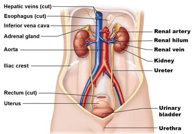 Diagram of urinary system organs and vessels