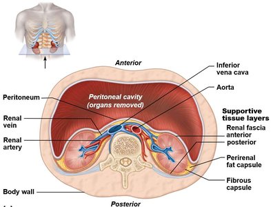 Cross-section showing supportive tissue layers of the kidney