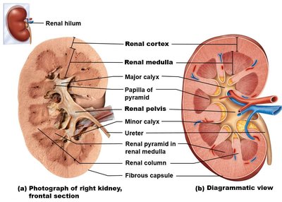 Frontal section of kidney showing cortex, medulla, and calyces
