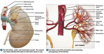 Blood supply to the kidneys and branching vessels