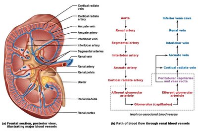 Diagram of nephron structure and associated blood vessels