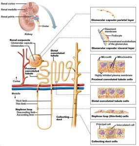 Comparison of cortical and juxtamedullary nephrons