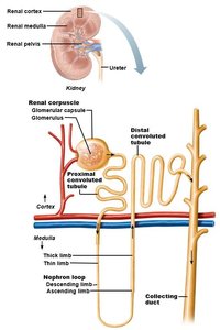 Diagram showing flow of filtrate and urine through the kidney