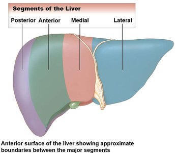 Anterior surface of the liver showing major segments