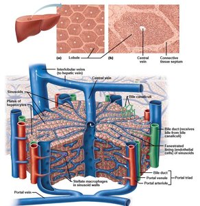 Liver lobule structure with portal triads and central vein