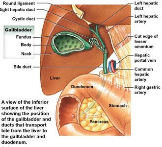 Inferior surface of the liver showing gallbladder and bile ducts