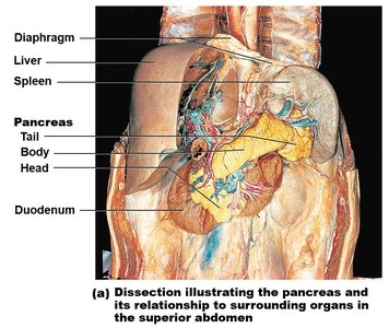 Dissection showing pancreas and surrounding organs