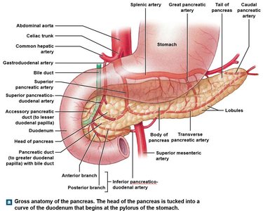 Gross anatomy of the pancreas with labeled ducts and arteries