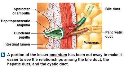 Relationship of bile duct, pancreatic duct, and duodenum