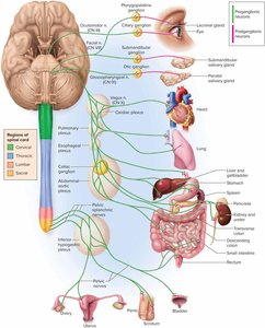 Schematic of the parasympathetic nervous system