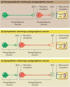 Neurotransmitters and receptors of the autonomic nervous system