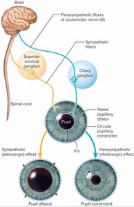 Dual innervation of the iris