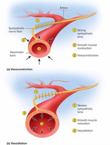 Sympathetic and vasomotor tone