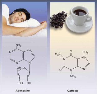 Adenosine and caffeine molecular structures and effects