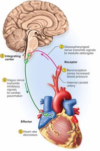 Autonomic reflex arc showing brain, heart, and nerves