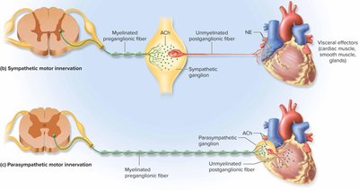 Sympathetic and parasympathetic motor innervation