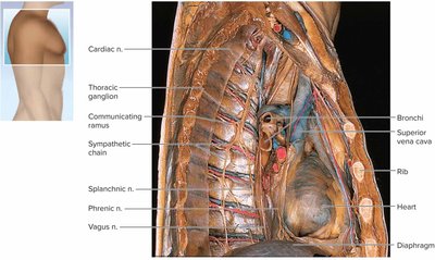 Sympathetic chain ganglia in thorax