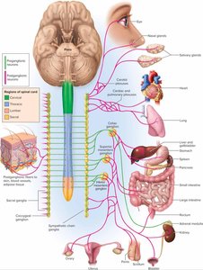 Schematic of the sympathetic nervous system