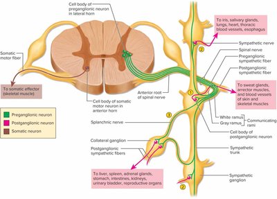 Neural pathways through the sympathetic chain ganglia