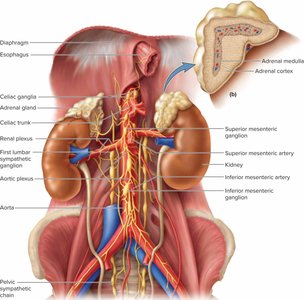 Abdominopelvic components of the sympathetic nervous system
