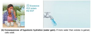 Consequences of hypotonic hydration, step 1