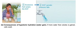 Consequences of hypotonic hydration, step 2