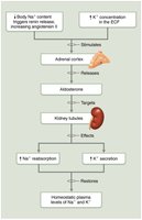 Mechanisms and consequences of aldosterone release