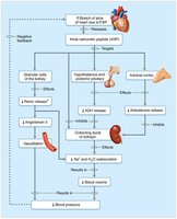 Mechanisms and consequences of ANP release