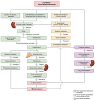 Mechanisms regulating sodium and water balance help maintain blood pressure homeostasis