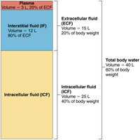 Major fluid compartments of the body