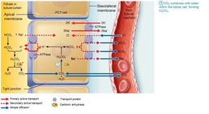 Reabsorption of filtered HCO3− is coupled to H+ secretion