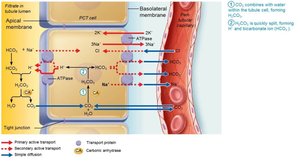 Reabsorption of filtered HCO3− is coupled to H+ secretion