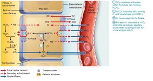 Reabsorption of filtered HCO3− is coupled to H+ secretion