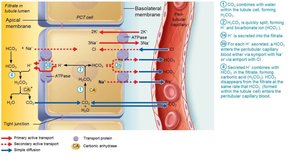 Reabsorption of filtered HCO3− is coupled to H+ secretion