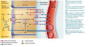 Reabsorption of filtered HCO3− is coupled to H+ secretion