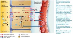 Reabsorption of filtered HCO3− is coupled to H+ secretion