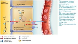 New HCO3− is generated via buffering of secreted H+ by HPO42−
