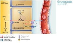 New HCO3− is generated via buffering of secreted H+ by HPO42−