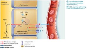New HCO3− is generated via buffering of secreted H+ by HPO42−