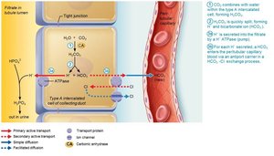 New HCO3− is generated via buffering of secreted H+ by HPO42−