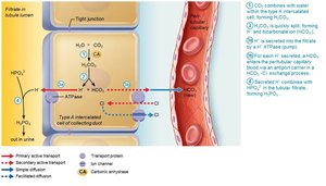 New HCO3− is generated via buffering of secreted H+ by HPO42−