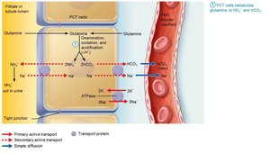 New HCO3− is generated via glutamine metabolism and NH4+ secretion