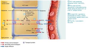 New HCO3− is generated via glutamine metabolism and NH4+ secretion