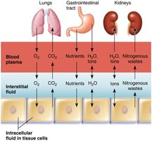 Exchange of gases, nutrients, water, and wastes between the three fluid compartments