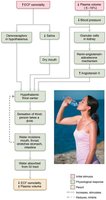 The thirst mechanism for regulating water intake
